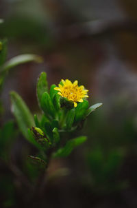 Close-up of yellow flowers