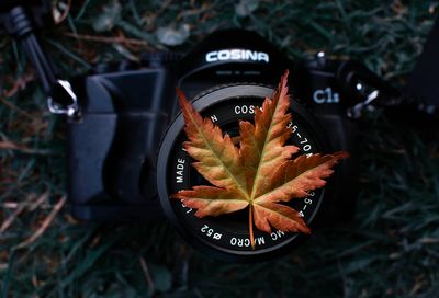 High angle view of autumn leaf on field