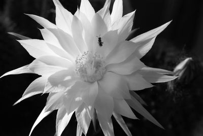 Close-up of white flower blooming outdoors