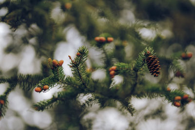 Close-up of pine cones on branch