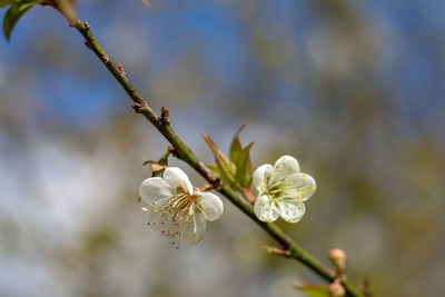 Close-up of white flowering plant