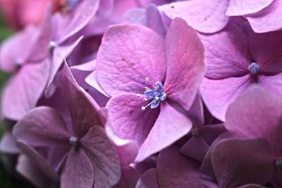 Close-up of insect on flowers