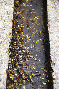 Close-up of fallen maple leaves on tree during autumn