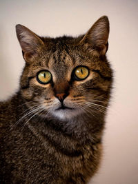 Portrait of tabby cat