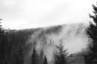 Panoramic view of pine trees against sky during foggy weather