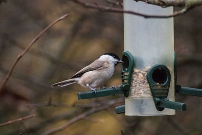 Close-up of bird perching on feeder