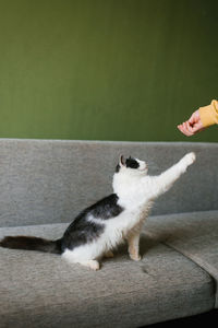 Cute fluffy white black cat is sitting on the sofa and reaching for the hand of a man with food