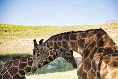 giraffe