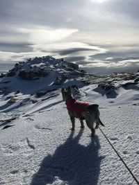 Dog on snowcapped mountain against sky