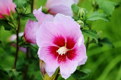 Close-up of pink flower blooming outdoors