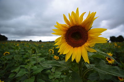 Close-up of sunflower blooming in field against cloudy sky