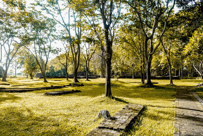 Trees in park