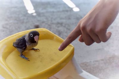 Cropped hand pointing by lovebird on yellow container