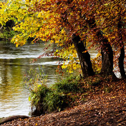 Reflection of trees in water