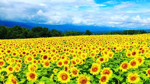 Scenic view of sunflower field against cloudy sky