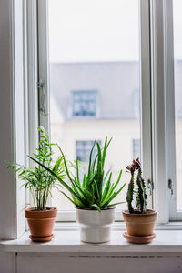 Potted plants on window sill at home