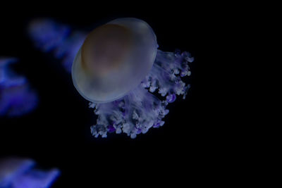Close-up of jellyfish swimming in aquarium