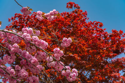 Pink double cherry blossoms flowers in springtime sunny day at ashikaga flower park, tochigi, japan