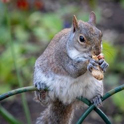 Close-up of squirrel eating plant