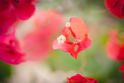 Close-up of pink flower