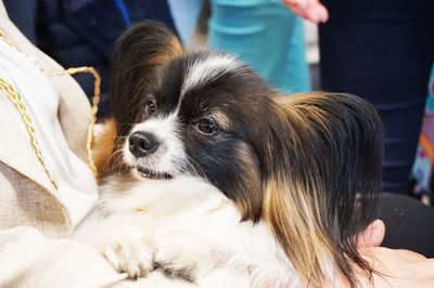 Close-up of dog with hand on bed