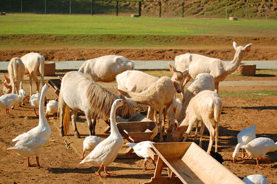 View of sheep on field