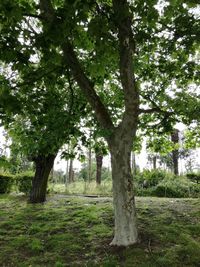 Trees on landscape against sky