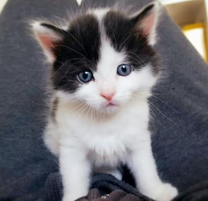 Close-up portrait of cat