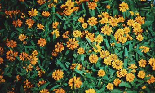 Close-up of yellow flowering plants