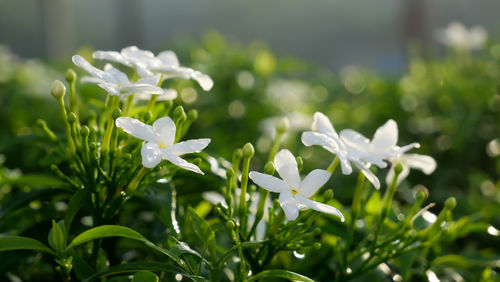 Close-up of white flowering plants