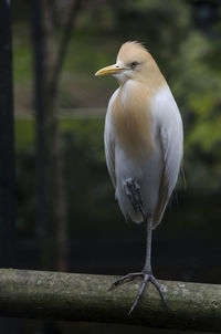 Close-up of bird perching on wood