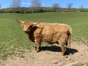 Highland cattle in a field