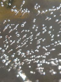 Full frame shot of water drops on leaf