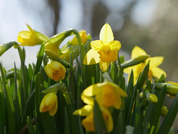 Close-up of yellow flowers blooming outdoors