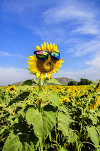 Close-up of yellow butterfly on sunflower against sky