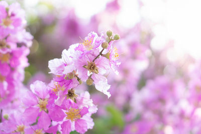 Close-up of insect on pink cherry blossom