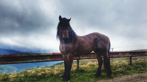 Horse standing in ranch