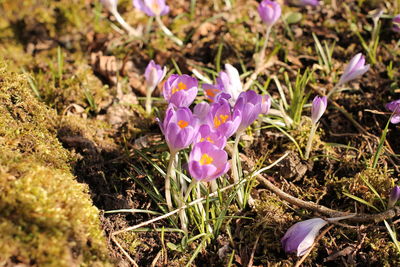 Close-up of purple flowers blooming in field