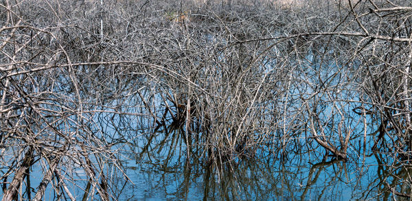 Bare tree in lake during winter