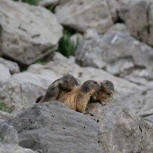 Marmots on rock