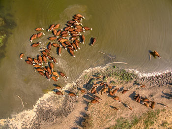 High angle view of cattle herd in water