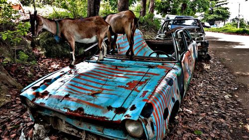 Horse cart in car