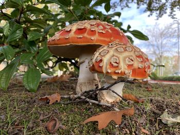 Close-up of fly agaric mushroom on field