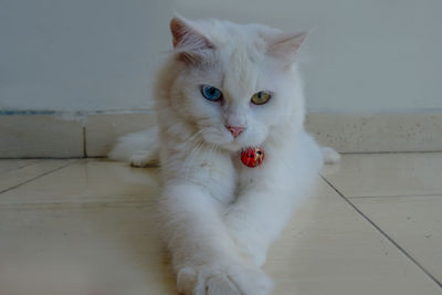 Portrait of white cat on floor