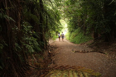 Rear view of people walking on footpath in forest