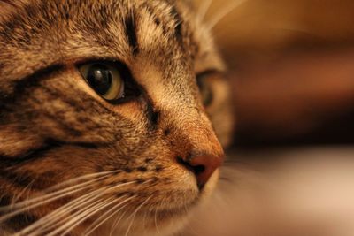 Close-up portrait of cat