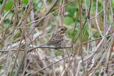 Close-up of bird perching on branch