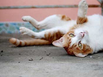 Portrait of cat lying on footpath