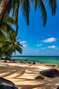 Palm trees on beach against sky