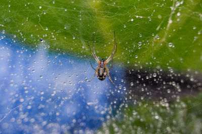 Close-up of spider on web